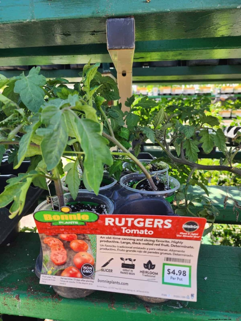 Home Depot’s Must‑Try Tomato Varieties: From Ready‑to‑Plant to Heirloom Seeds