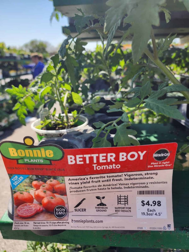 Home Depot’s Must‑Try Tomato Varieties: From Ready‑to‑Plant to Heirloom Seeds