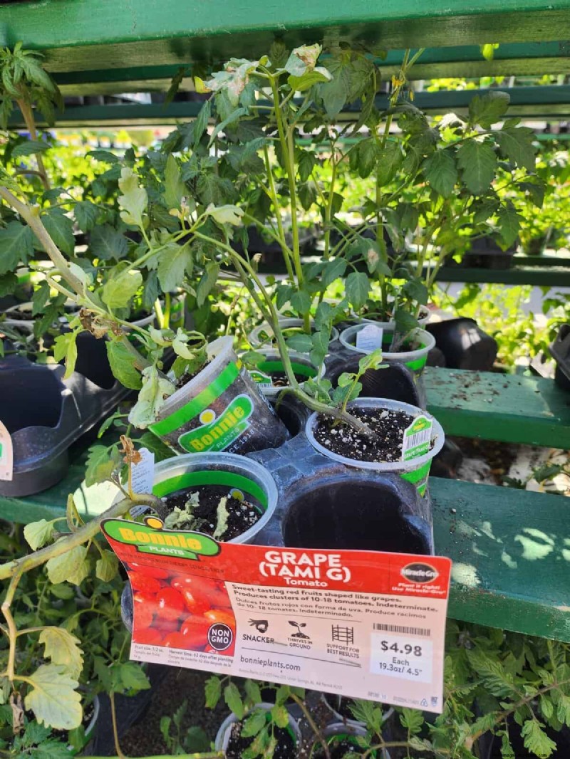 Home Depot’s Must‑Try Tomato Varieties: From Ready‑to‑Plant to Heirloom Seeds
