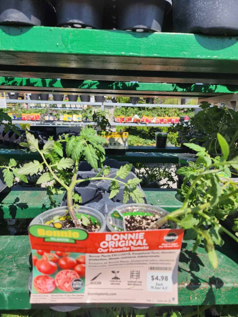 Home Depot’s Must‑Try Tomato Varieties: From Ready‑to‑Plant to Heirloom Seeds