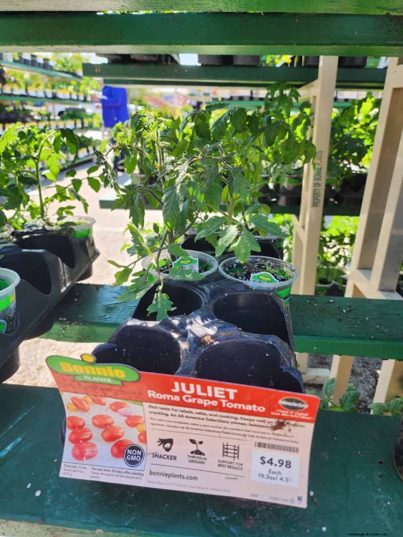 Home Depot’s Must‑Try Tomato Varieties: From Ready‑to‑Plant to Heirloom Seeds