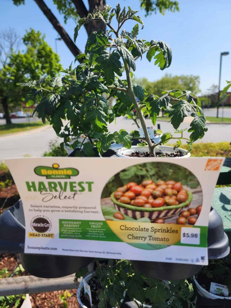 Home Depot’s Must‑Try Tomato Varieties: From Ready‑to‑Plant to Heirloom Seeds
