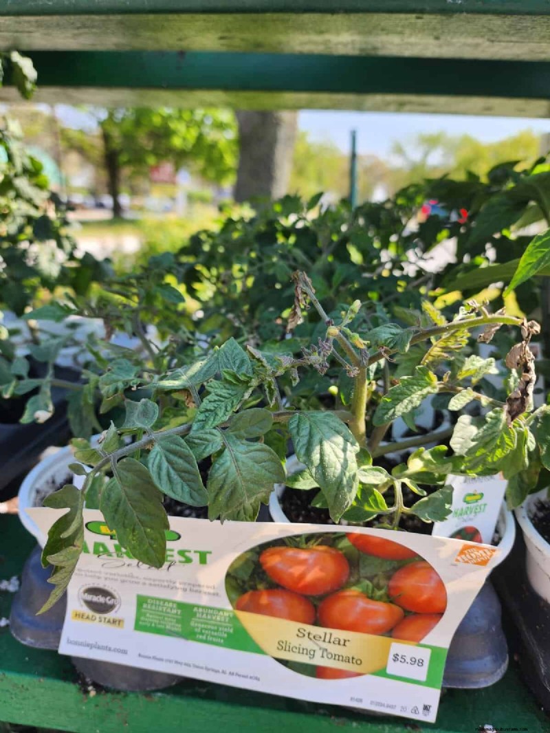Home Depot’s Must‑Try Tomato Varieties: From Ready‑to‑Plant to Heirloom Seeds