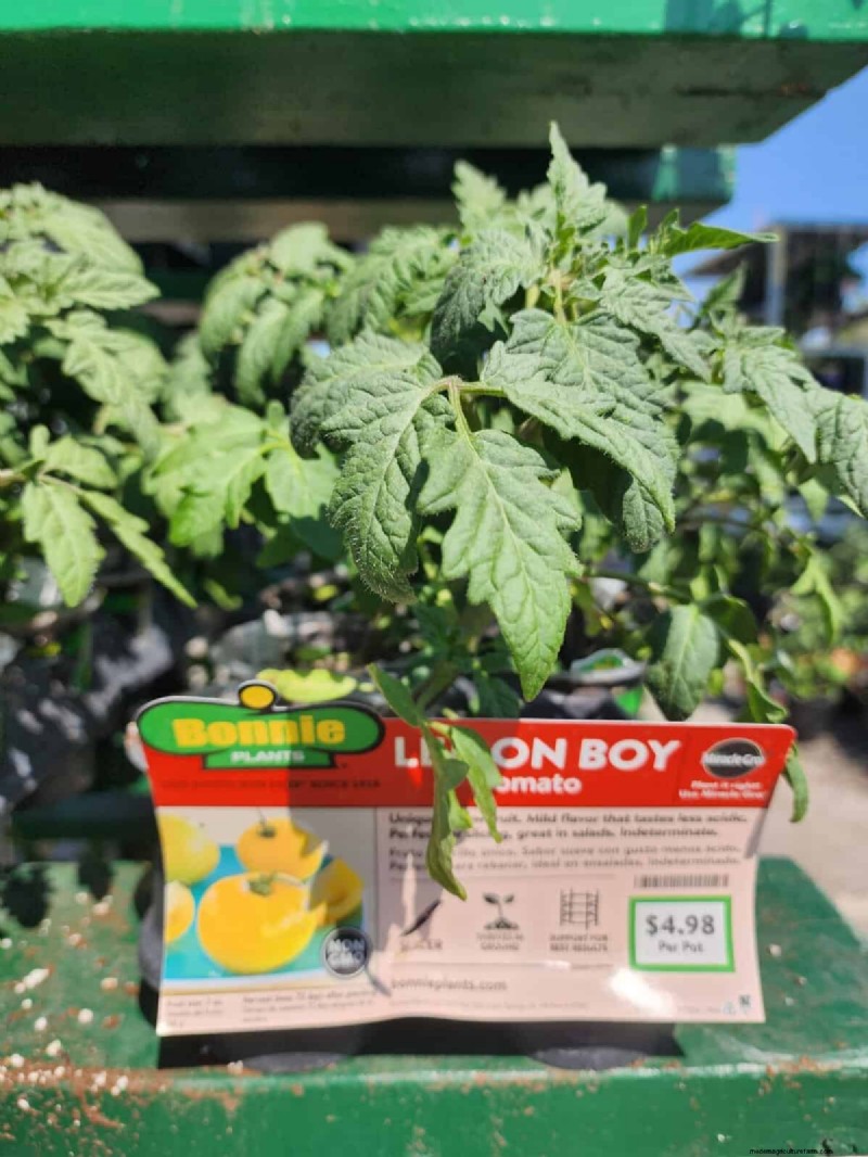 Home Depot’s Must‑Try Tomato Varieties: From Ready‑to‑Plant to Heirloom Seeds