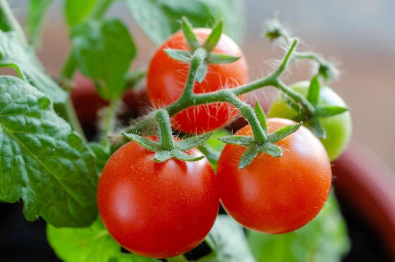 Home Depot’s Must‑Try Tomato Varieties: From Ready‑to‑Plant to Heirloom Seeds