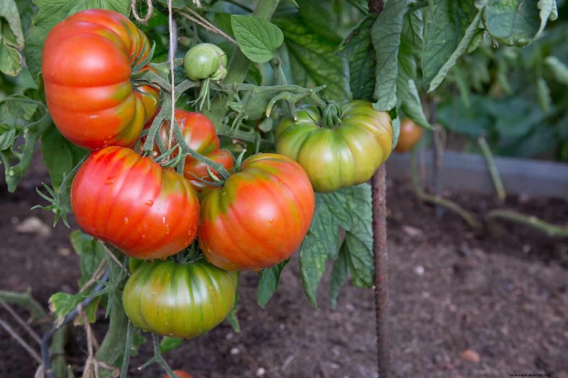 21 Expert Tomato Tips for Bigger Harvests and Fewer Problems