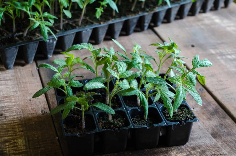 21 Expert Tomato Tips for Bigger Harvests and Fewer Problems