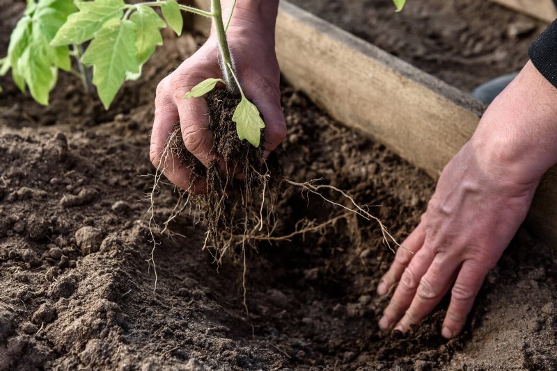 21 Expert Tomato Tips for Bigger Harvests and Fewer Problems