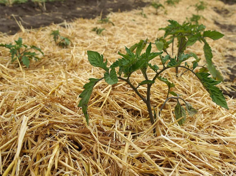 21 Expert Tomato Tips for Bigger Harvests and Fewer Problems