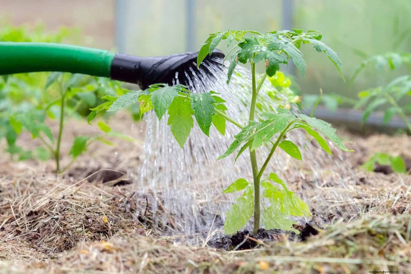 21 Expert Tomato Tips for Bigger Harvests and Fewer Problems