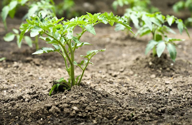 21 Expert Tomato Tips for Bigger Harvests and Fewer Problems
