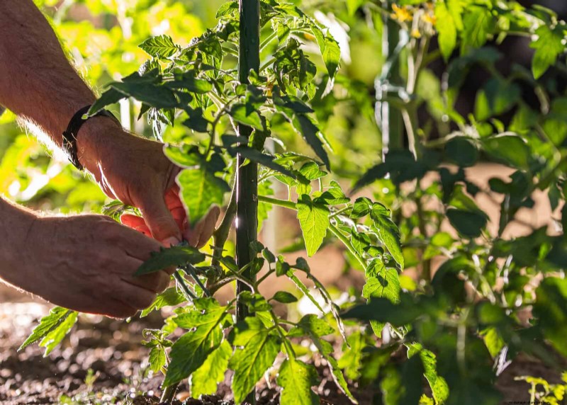 21 Expert Tomato Tips for Bigger Harvests and Fewer Problems