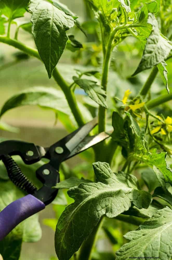 21 Expert Tomato Tips for Bigger Harvests and Fewer Problems