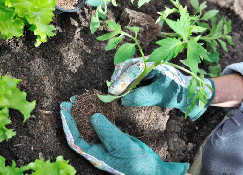 21 Expert Tomato Tips for Bigger Harvests and Fewer Problems