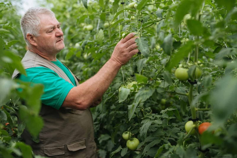 21 Expert Tomato Tips for Bigger Harvests and Fewer Problems