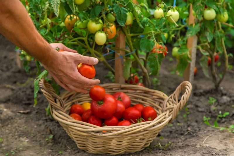 21 Expert Tomato Tips for Bigger Harvests and Fewer Problems