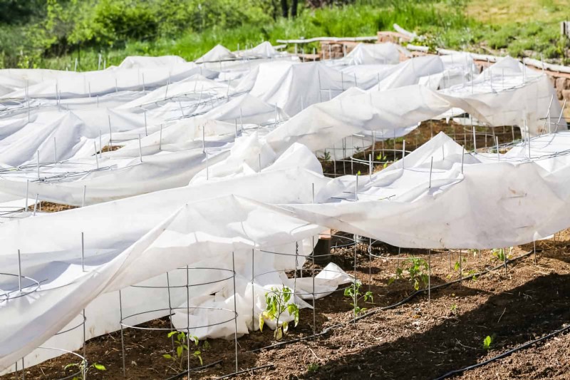21 Expert Tomato Tips for Bigger Harvests and Fewer Problems