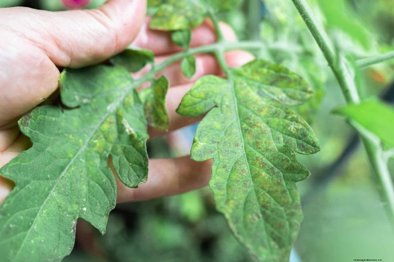 21 Expert Tomato Tips for Bigger Harvests and Fewer Problems