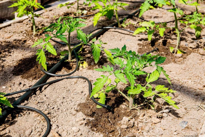 21 Expert Tomato Tips for Bigger Harvests and Fewer Problems