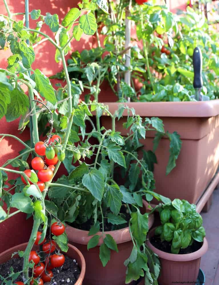 21 Expert Tomato Tips for Bigger Harvests and Fewer Problems