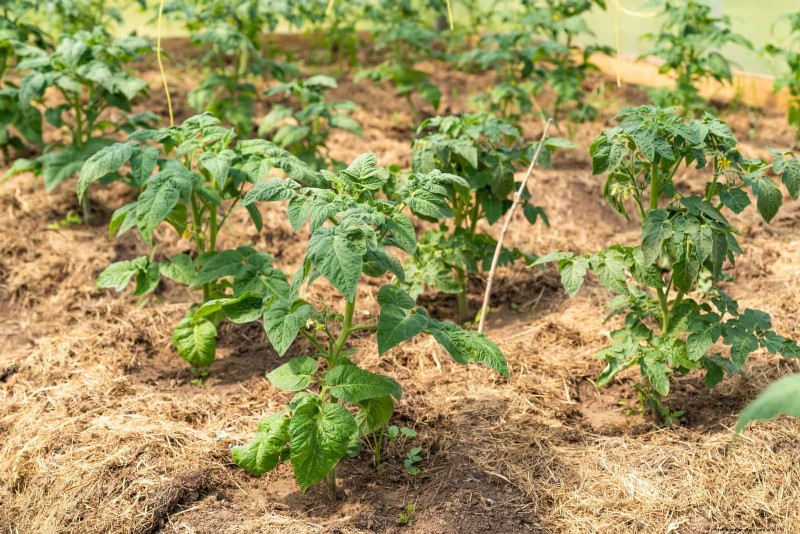 21 Expert Tomato Tips for Bigger Harvests and Fewer Problems