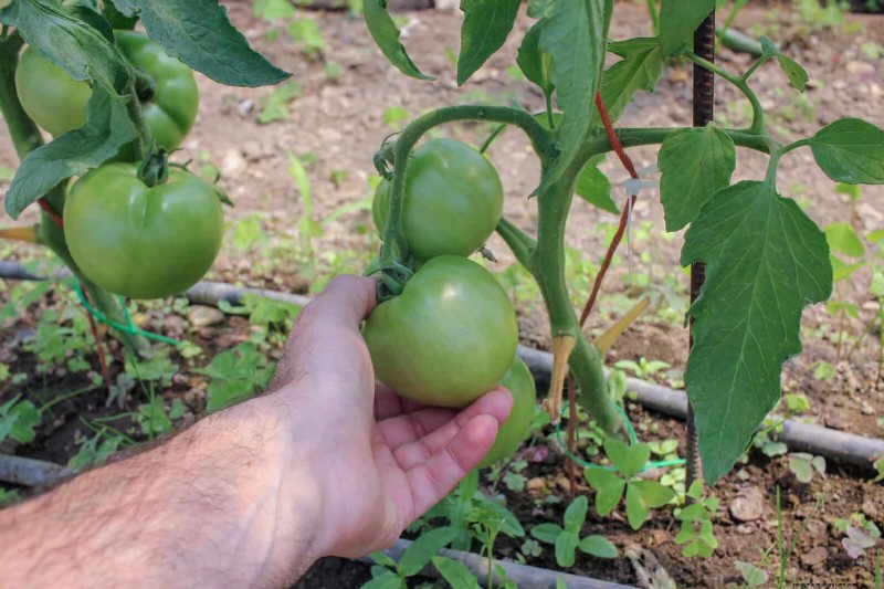 21 Expert Tomato Tips for Bigger Harvests and Fewer Problems