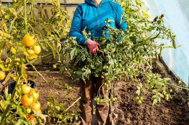 21 Expert Tomato Tips for Bigger Harvests and Fewer Problems