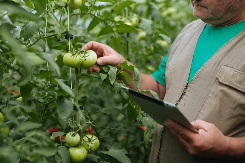 21 Expert Tomato Tips for Bigger Harvests and Fewer Problems