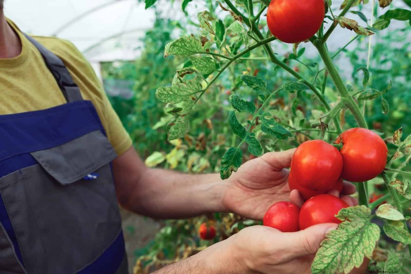 21 Expert Tomato Tips for Bigger Harvests and Fewer Problems