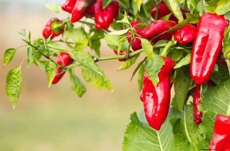23 Heat‑Tolerant Peppers to Elevate Your Summer Garden and Cuisine