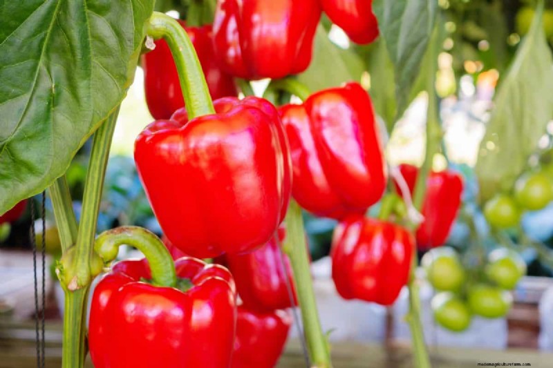 23 Heat‑Tolerant Peppers to Elevate Your Summer Garden and Cuisine
