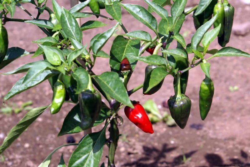 23 Heat‑Tolerant Peppers to Elevate Your Summer Garden and Cuisine