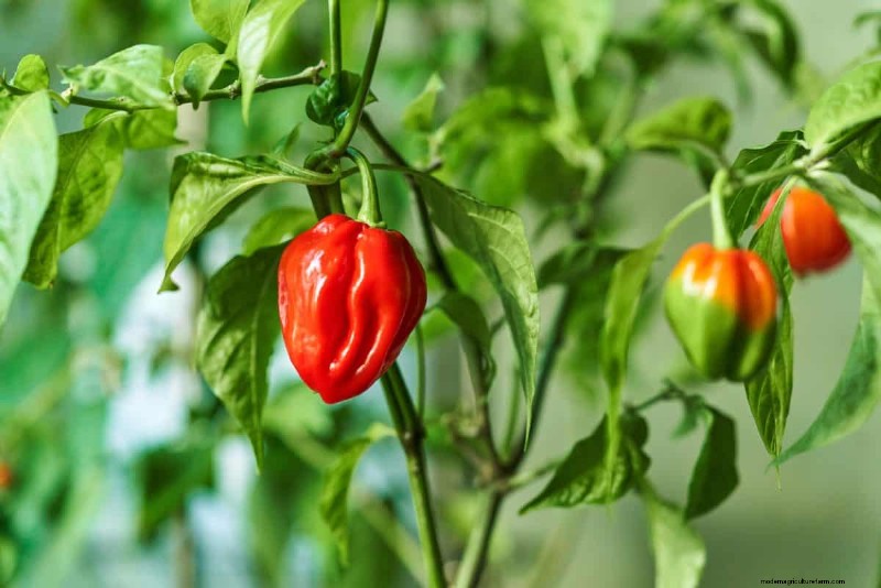 23 Heat‑Tolerant Peppers to Elevate Your Summer Garden and Cuisine