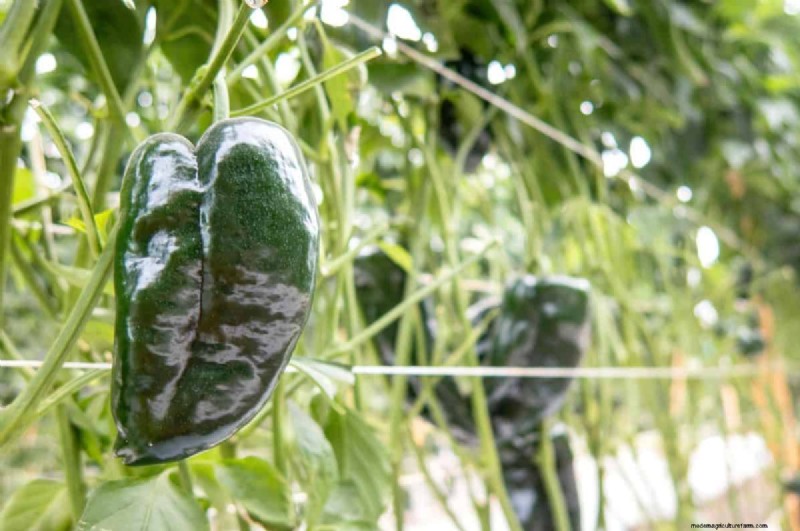 23 Heat‑Tolerant Peppers to Elevate Your Summer Garden and Cuisine