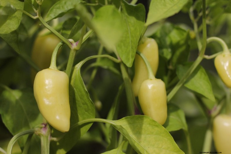 23 Heat‑Tolerant Peppers to Elevate Your Summer Garden and Cuisine