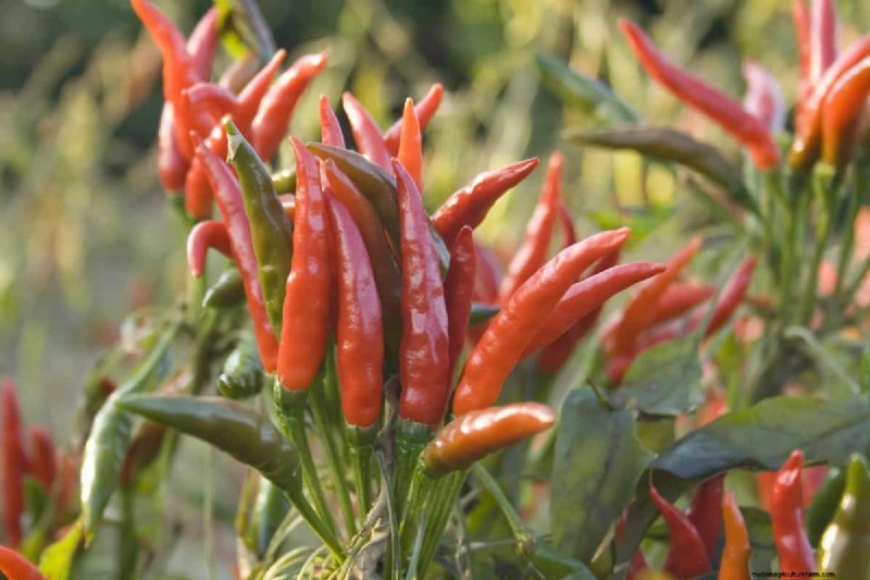 23 Heat‑Tolerant Peppers to Elevate Your Summer Garden and Cuisine