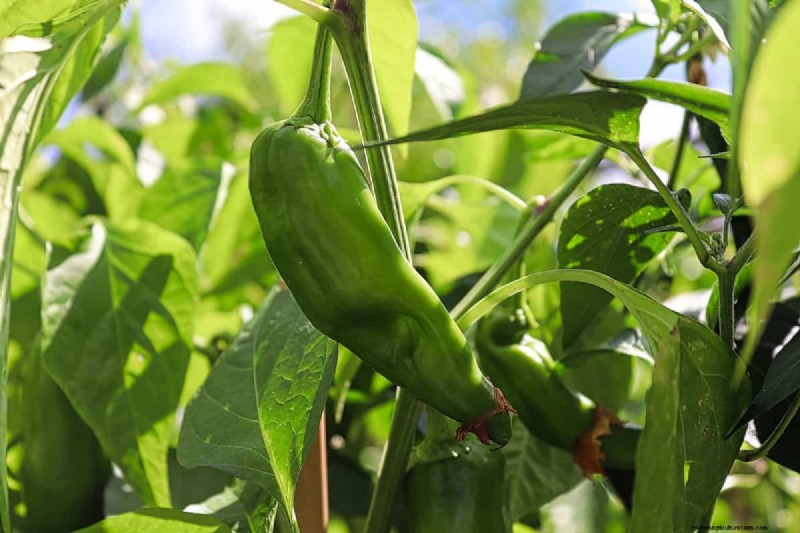 23 Heat‑Tolerant Peppers to Elevate Your Summer Garden and Cuisine