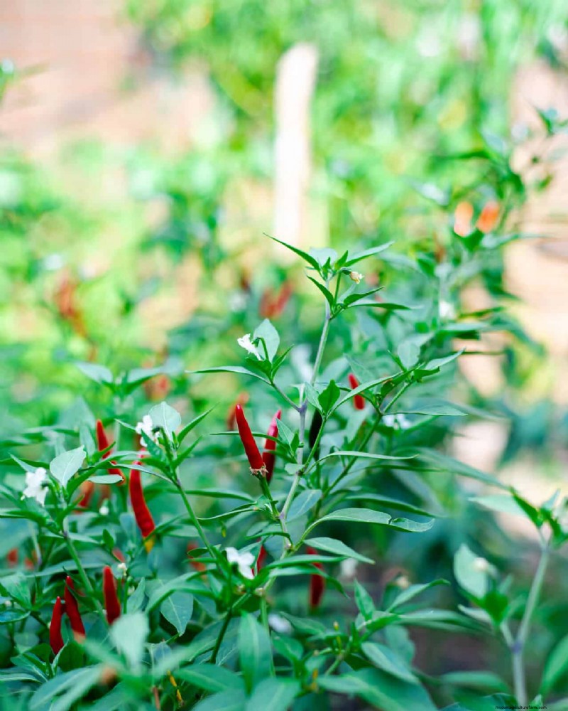 23 Heat‑Tolerant Peppers to Elevate Your Summer Garden and Cuisine