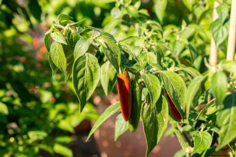 23 Heat‑Tolerant Peppers to Elevate Your Summer Garden and Cuisine