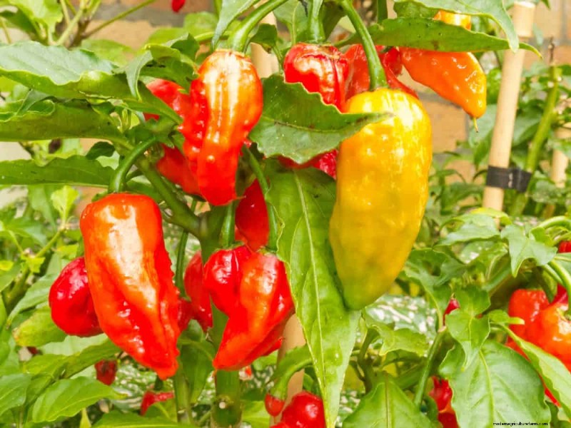 23 Heat‑Tolerant Peppers to Elevate Your Summer Garden and Cuisine