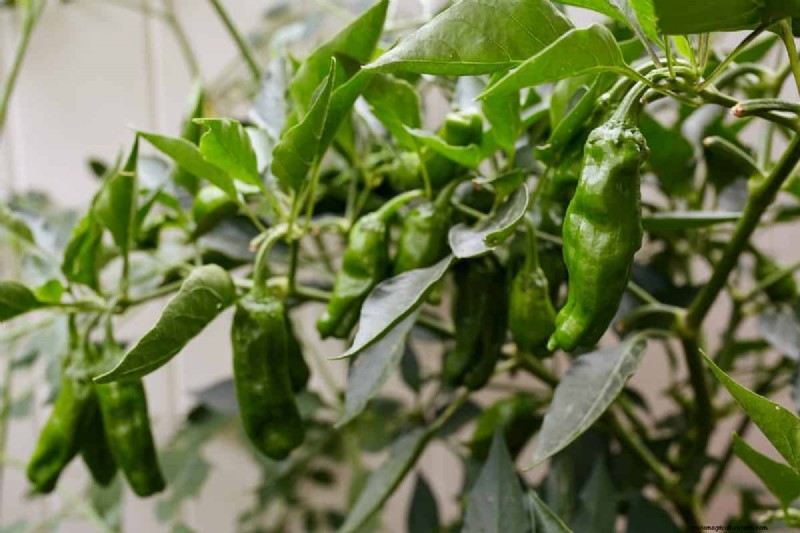 23 Heat‑Tolerant Peppers to Elevate Your Summer Garden and Cuisine