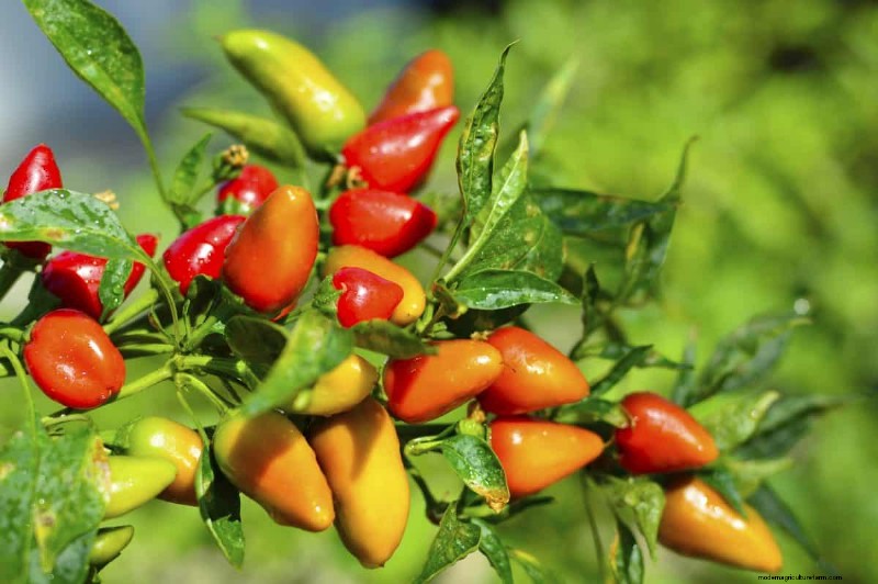 23 Heat‑Tolerant Peppers to Elevate Your Summer Garden and Cuisine