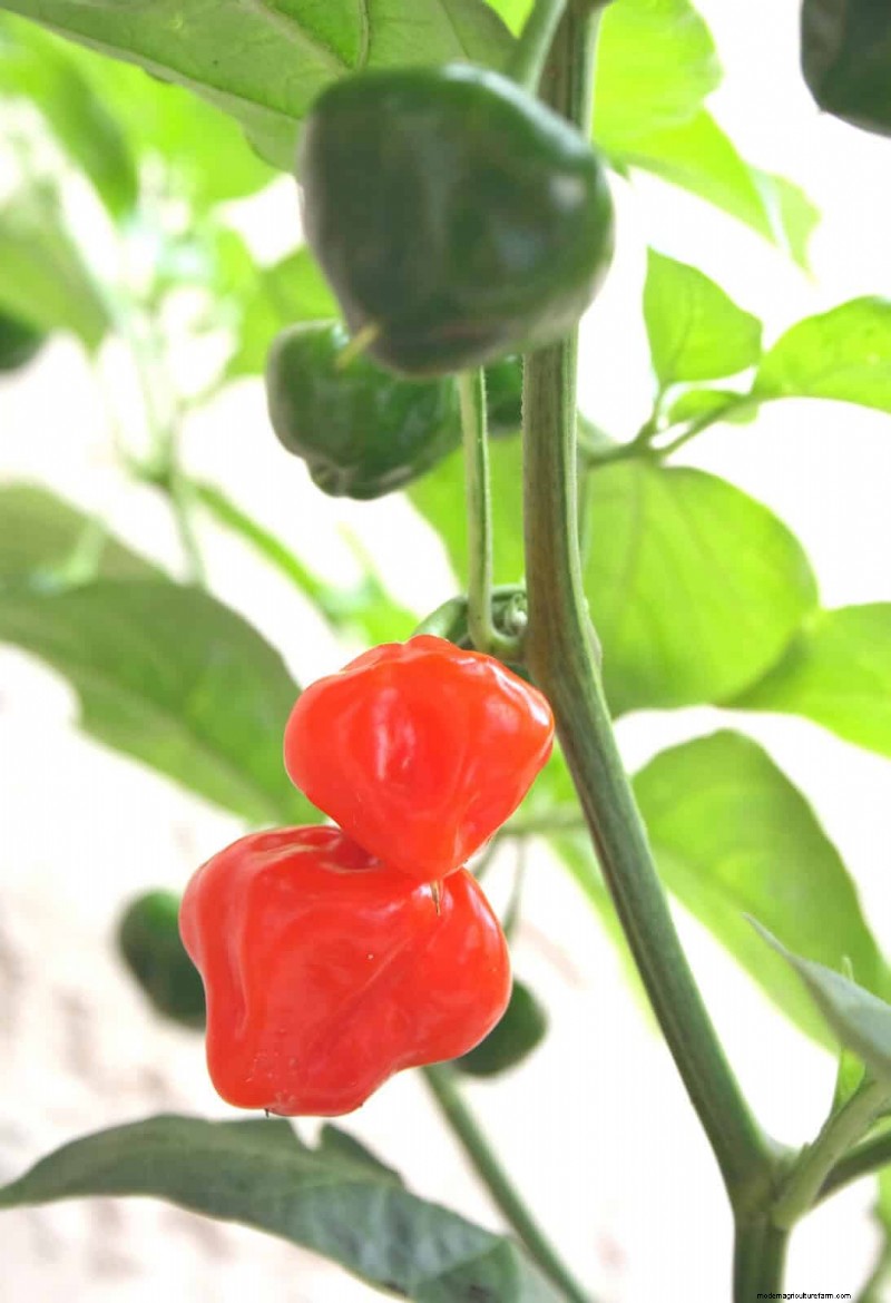 23 Heat‑Tolerant Peppers to Elevate Your Summer Garden and Cuisine