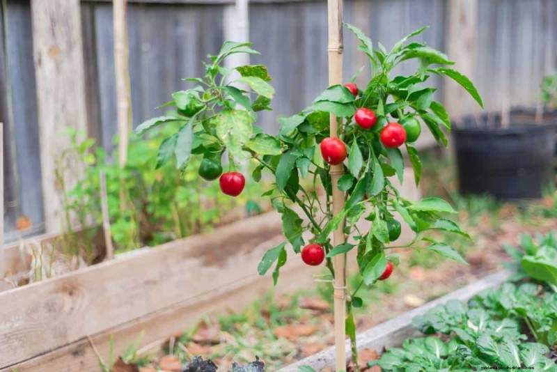 23 Heat‑Tolerant Peppers to Elevate Your Summer Garden and Cuisine