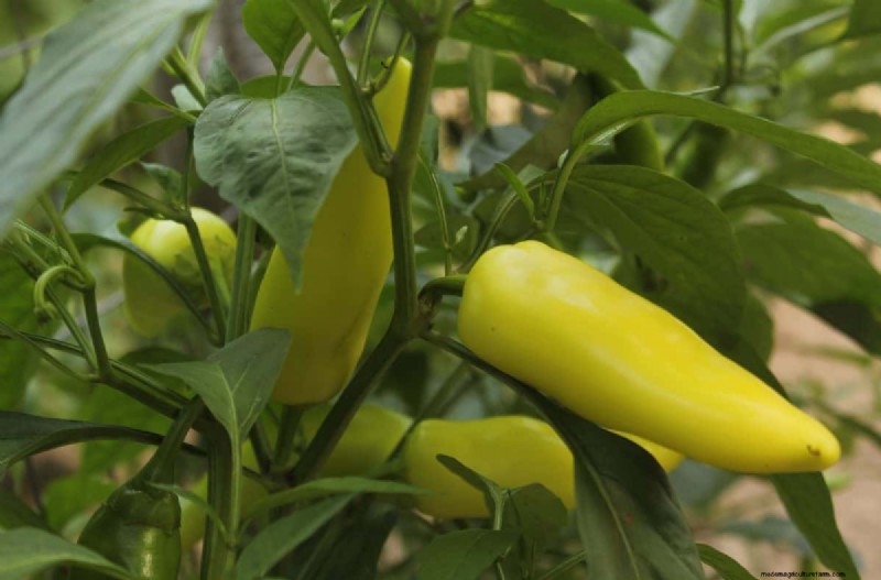 23 Heat‑Tolerant Peppers to Elevate Your Summer Garden and Cuisine
