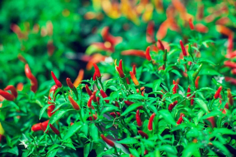 23 Heat‑Tolerant Peppers to Elevate Your Summer Garden and Cuisine