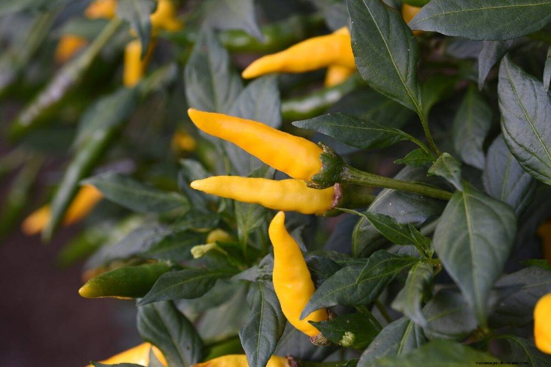 23 Heat‑Tolerant Peppers to Elevate Your Summer Garden and Cuisine
