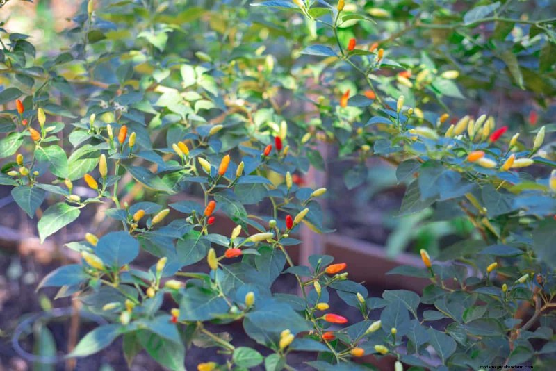 23 Heat‑Tolerant Peppers to Elevate Your Summer Garden and Cuisine
