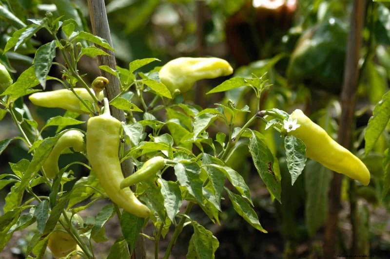 23 Heat‑Tolerant Peppers to Elevate Your Summer Garden and Cuisine