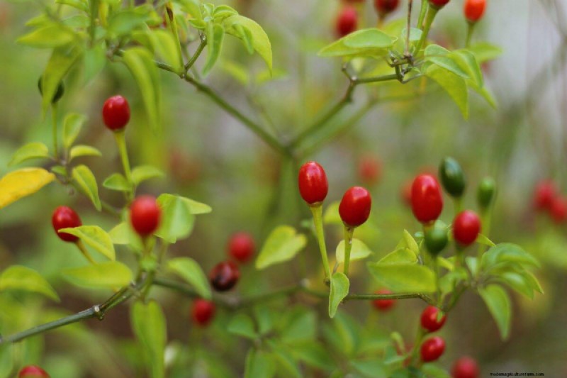 23 Heat‑Tolerant Peppers to Elevate Your Summer Garden and Cuisine